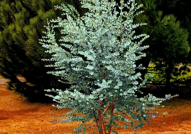 Cider Gum: Уникальный эвкалипт с круглыми листьями