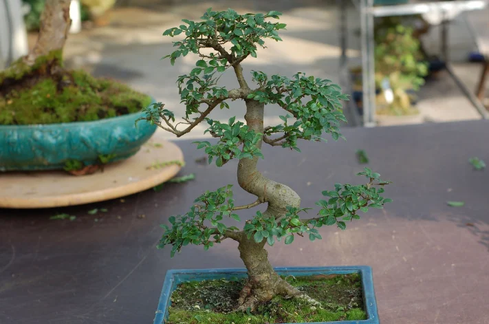 Уход за бонсай Ормe де Шин — Ulmus parvifolia