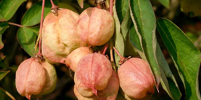 Как сажать и ухаживать за стефилой перистолистной Staphylea pinnata, или ложным фисташковым деревом?