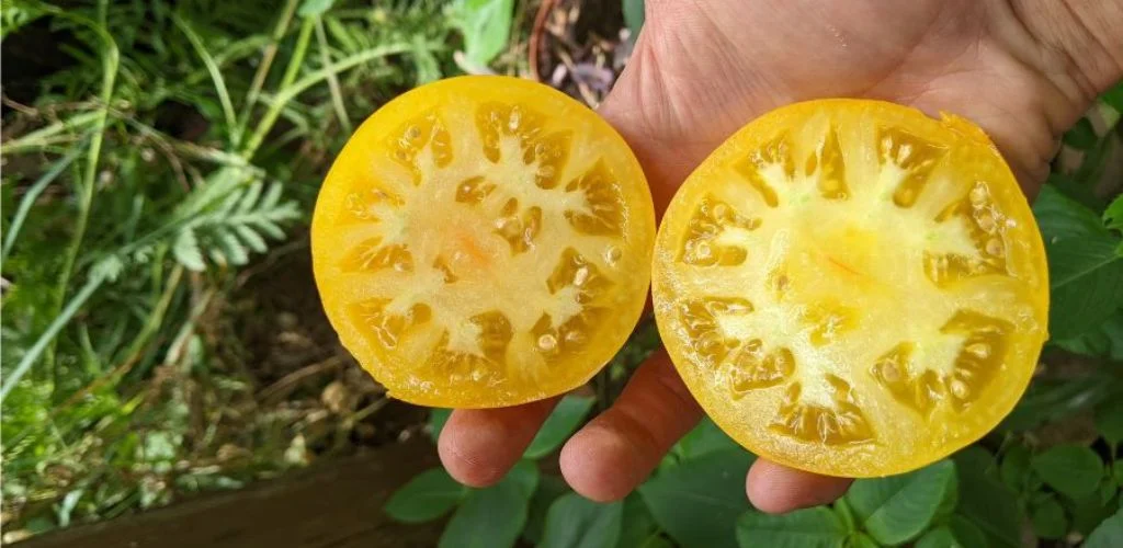 Календарь по permaculture: июнь в огороде