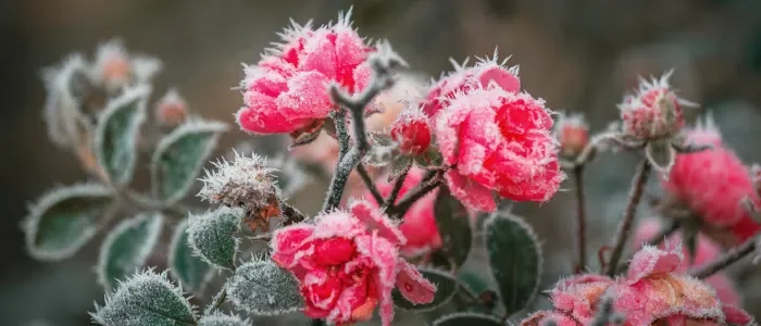 Какие цветы цветут зимой в садах и интерьере?