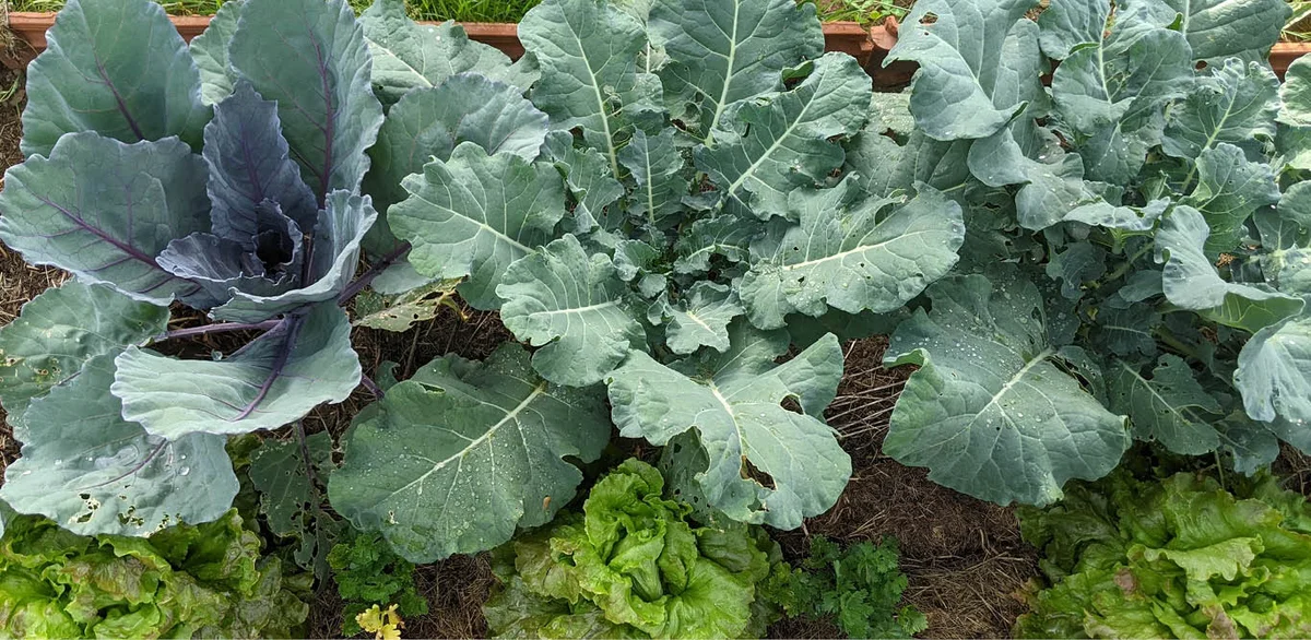 Что делать в саду в середине июня? | Terra Potager