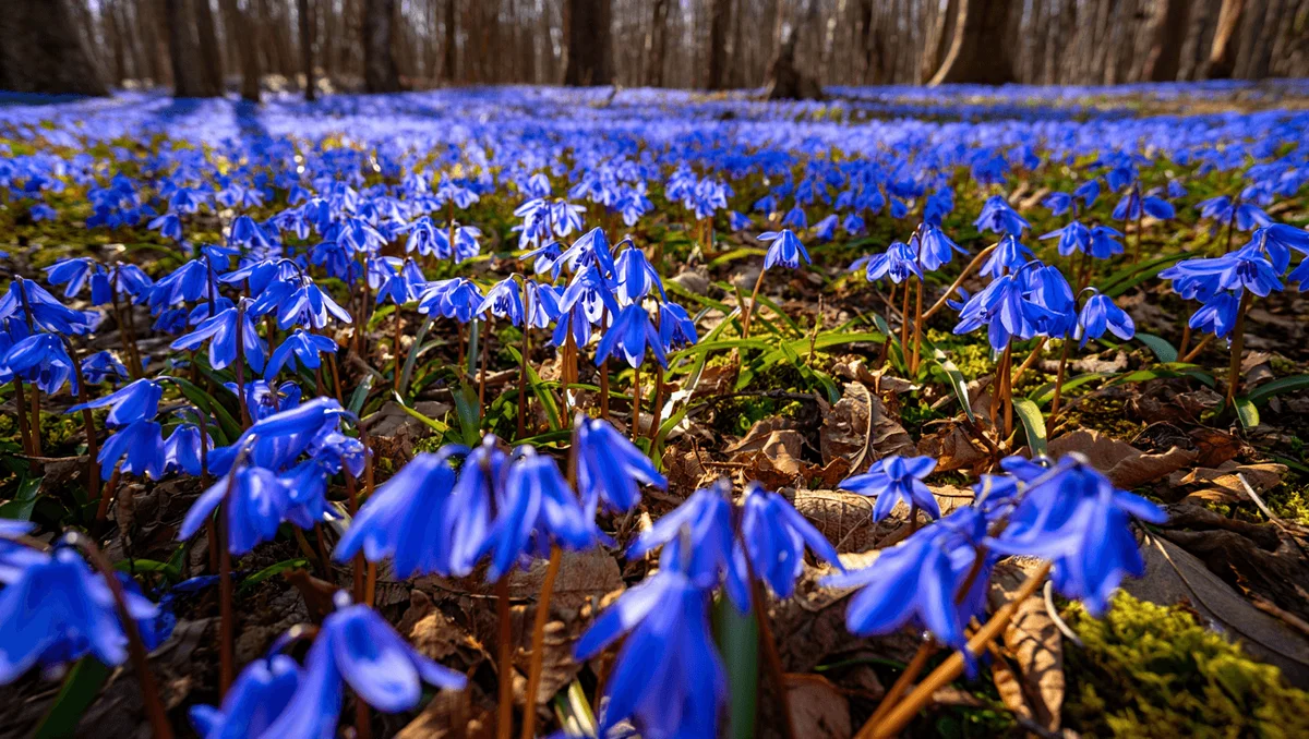 Как распознать и вырастить гиацинт лесной _Hyacinthoides non-scripta_?