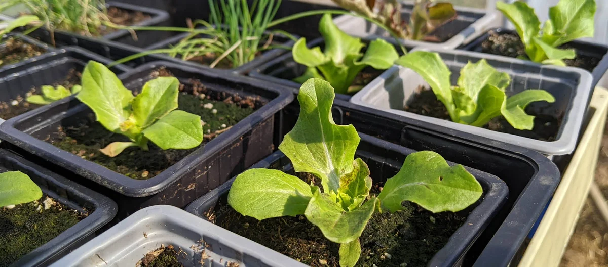Посевы марта на огороде | Terra Potager