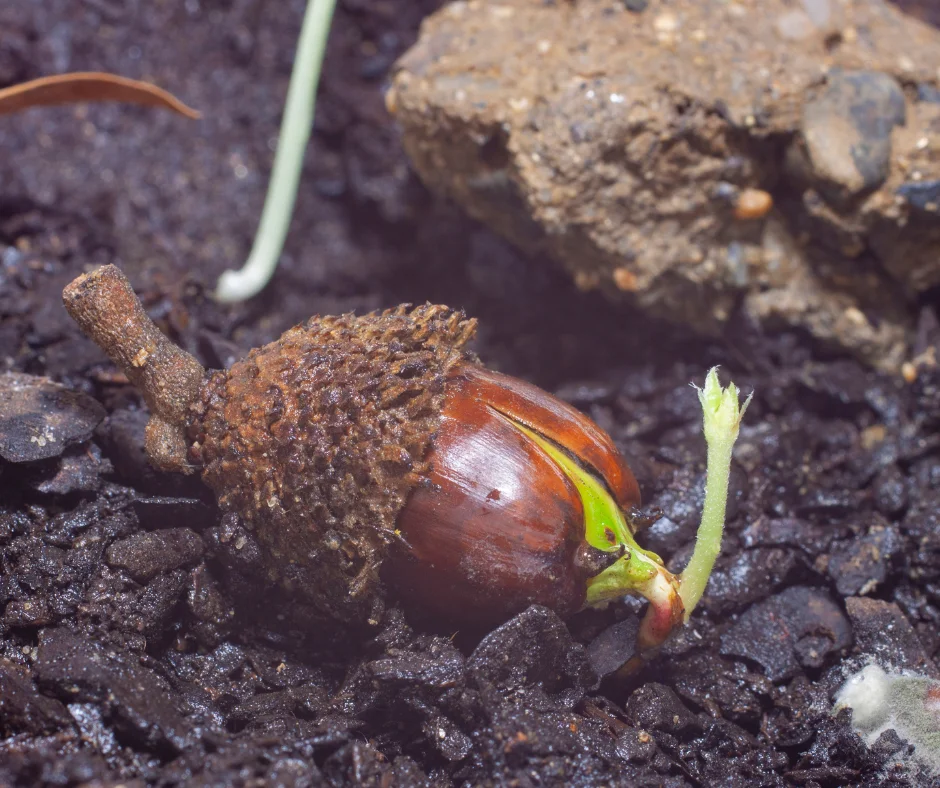 Когда я начал по-настоящему видеть растения
