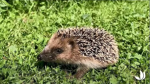 Дикая трава, которая защищает ваши культуры и привлекает ежей 🌿🐾